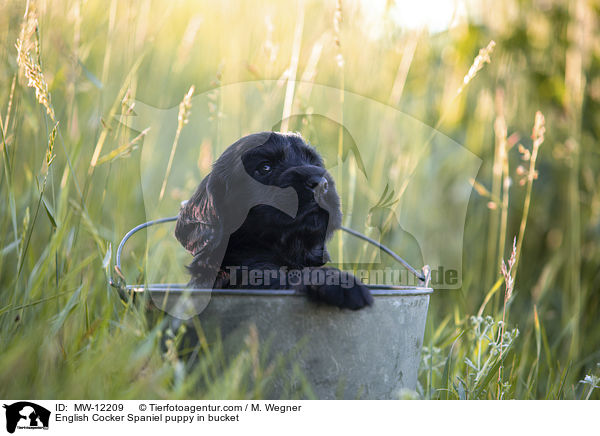 English Cocker Spaniel puppy in bucket / MW-12209
