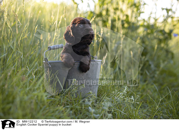 English Cocker Spaniel puppy in bucket / MW-12212