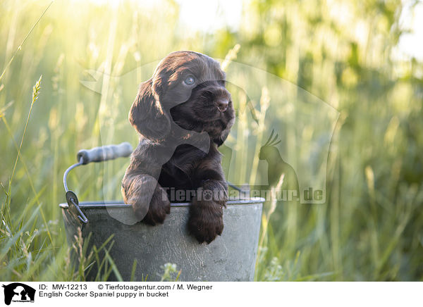 English Cocker Spaniel puppy in bucket / MW-12213