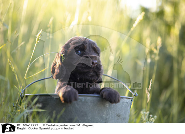 English Cocker Spaniel puppy in bucket / MW-12223