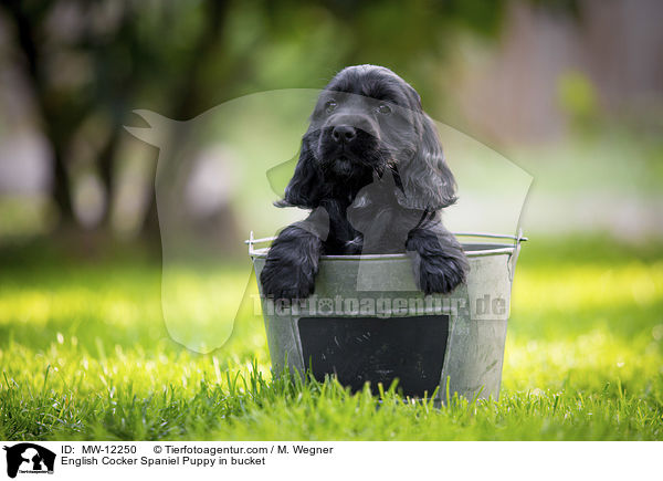 English Cocker Spaniel Puppy in bucket / MW-12250