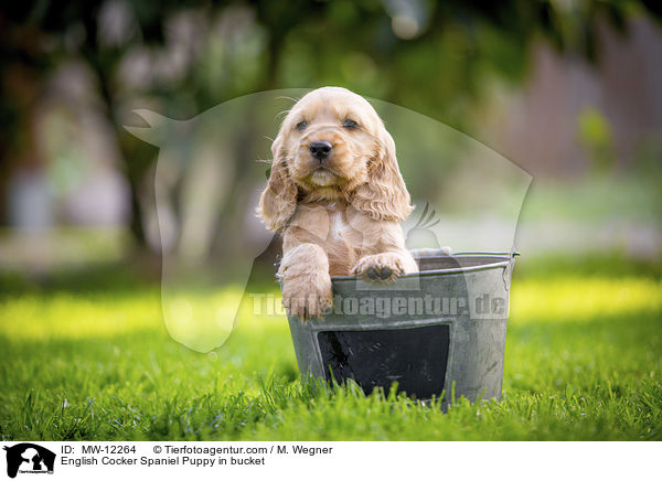 English Cocker Spaniel Puppy in bucket / MW-12264