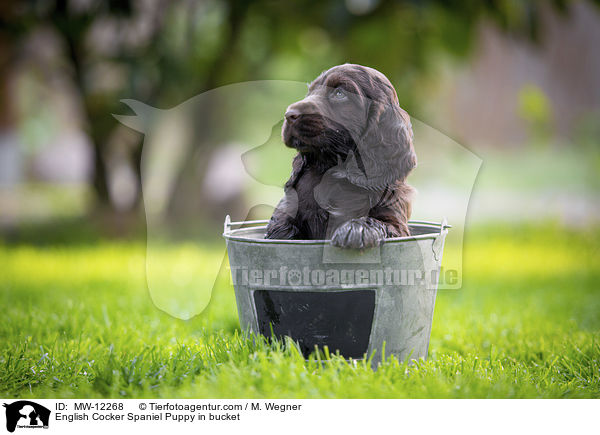 English Cocker Spaniel Puppy in bucket / MW-12268