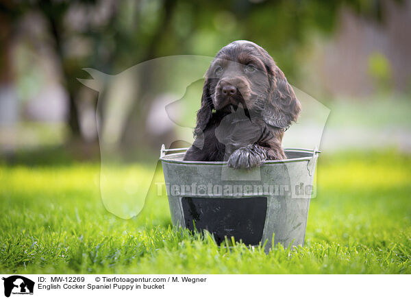English Cocker Spaniel Puppy in bucket / MW-12269