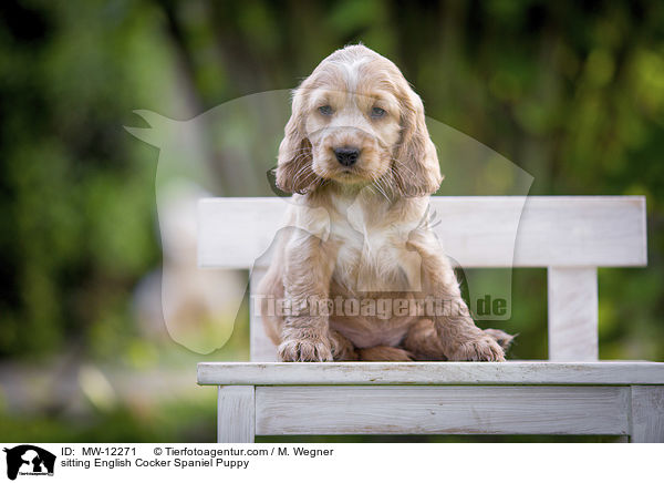sitting English Cocker Spaniel Puppy / MW-12271