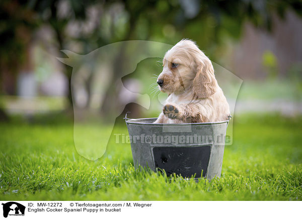 English Cocker Spaniel Puppy in bucket / MW-12272