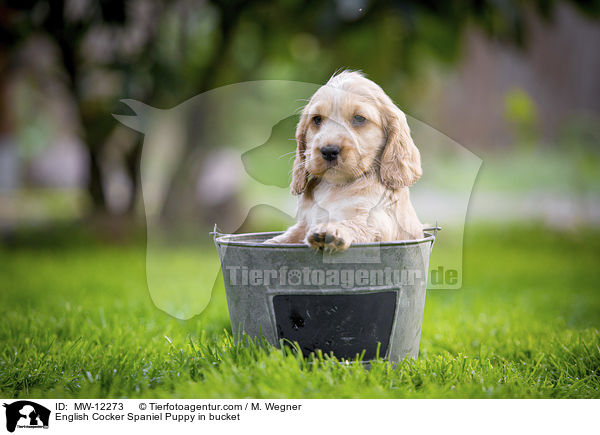 English Cocker Spaniel Puppy in bucket / MW-12273