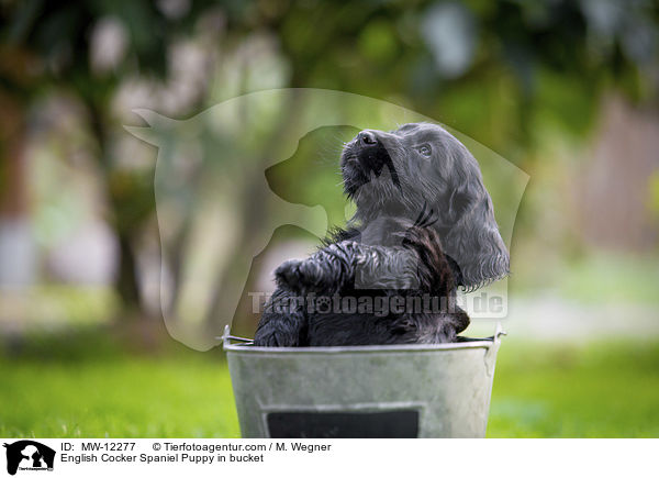 English Cocker Spaniel Puppy in bucket / MW-12277