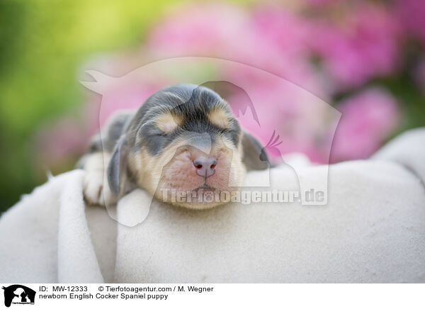 newborn English Cocker Spaniel puppy / MW-12333