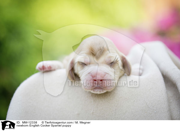 newborn English Cocker Spaniel puppy / MW-12338