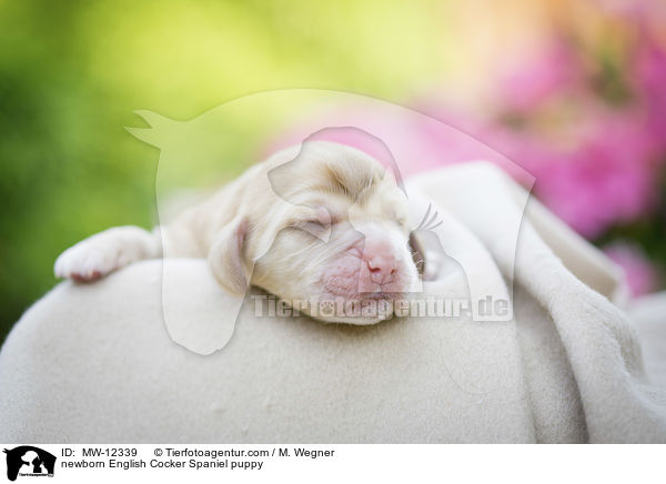 newborn English Cocker Spaniel puppy / MW-12339