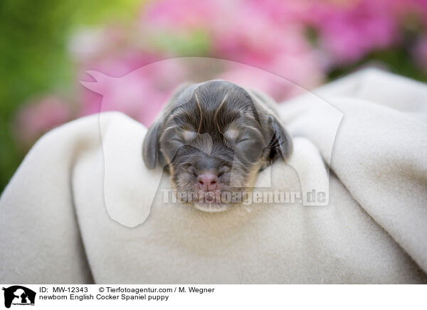 newborn English Cocker Spaniel puppy / MW-12343
