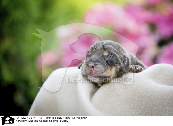newborn English Cocker Spaniel puppy / MW-12344