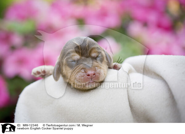 newborn English Cocker Spaniel puppy / MW-12346