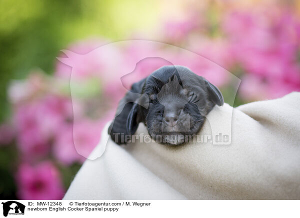 newborn English Cocker Spaniel puppy / MW-12348