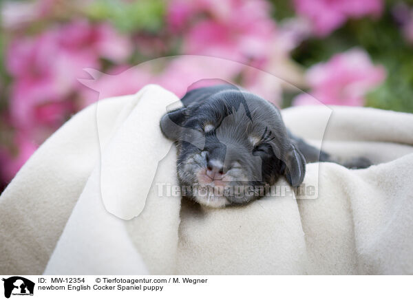newborn English Cocker Spaniel puppy / MW-12354