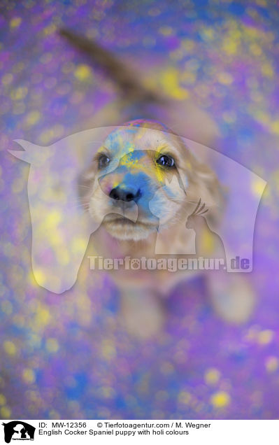 English Cocker Spaniel puppy with holi colours / MW-12356