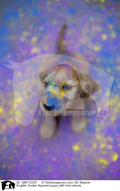 English Cocker Spaniel puppy with holi colours / MW-12357