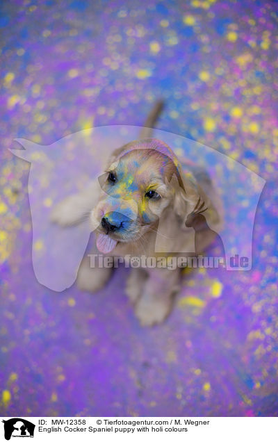 English Cocker Spaniel puppy with holi colours / MW-12358