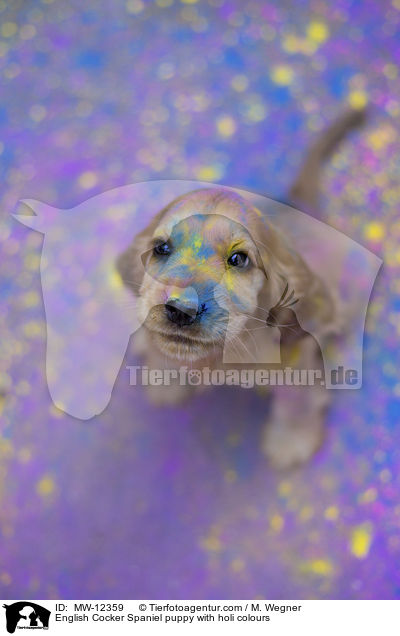 English Cocker Spaniel puppy with holi colours / MW-12359
