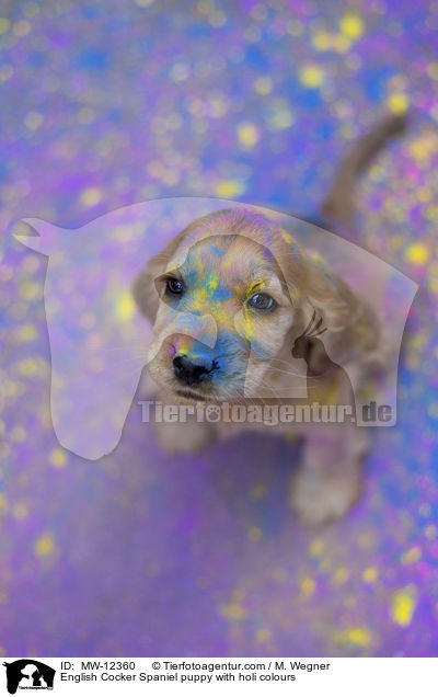 English Cocker Spaniel puppy with holi colours / MW-12360