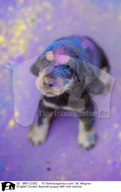 English Cocker Spaniel puppy with holi colours / MW-12362