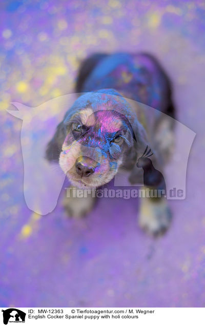 English Cocker Spaniel puppy with holi colours / MW-12363