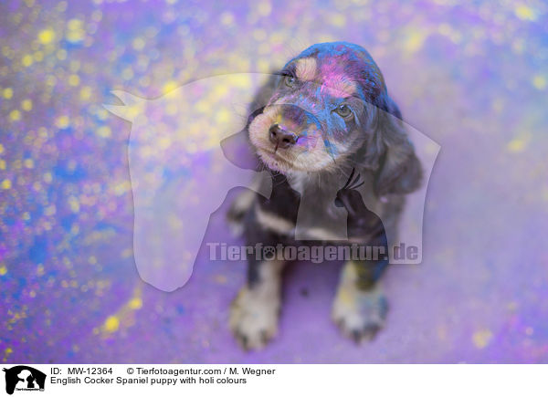 English Cocker Spaniel puppy with holi colours / MW-12364