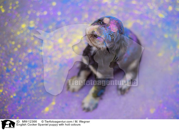 English Cocker Spaniel puppy with holi colours / MW-12366