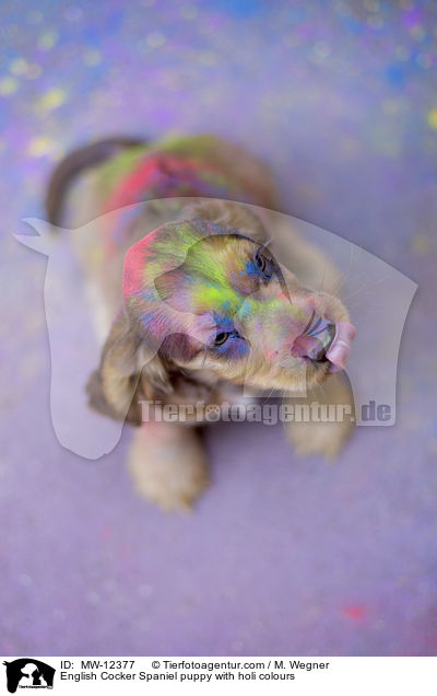 English Cocker Spaniel puppy with holi colours / MW-12377