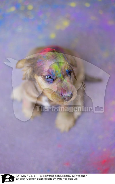 English Cocker Spaniel puppy with holi colours / MW-12378