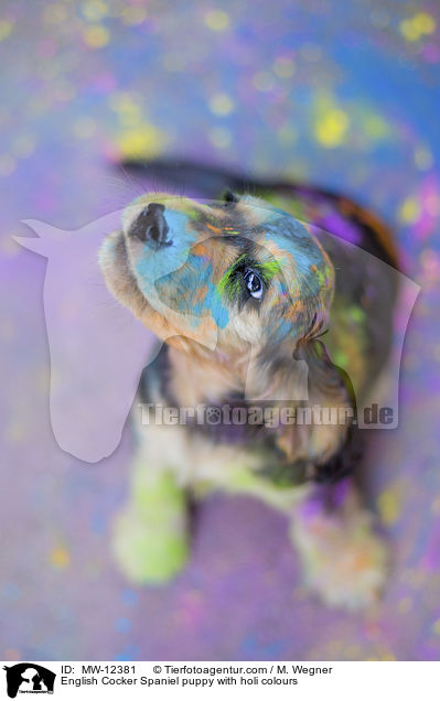 English Cocker Spaniel puppy with holi colours / MW-12381