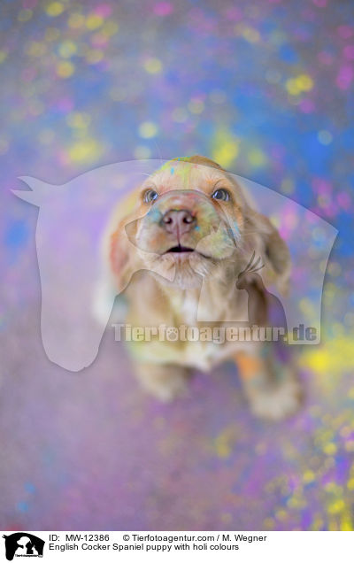 English Cocker Spaniel puppy with holi colours / MW-12386