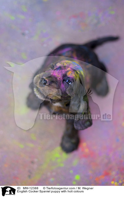 English Cocker Spaniel puppy with holi colours / MW-12388