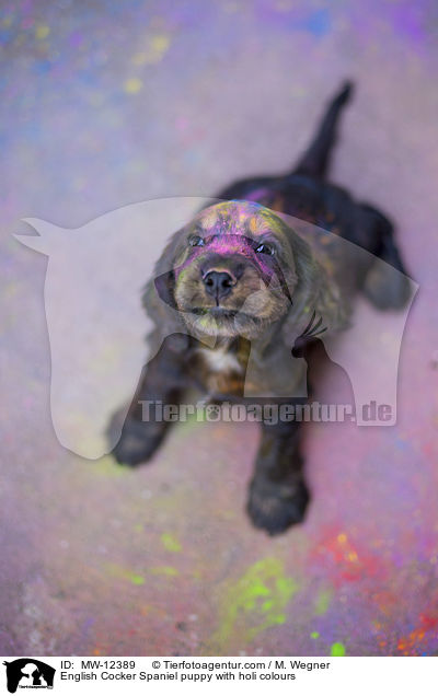 English Cocker Spaniel puppy with holi colours / MW-12389