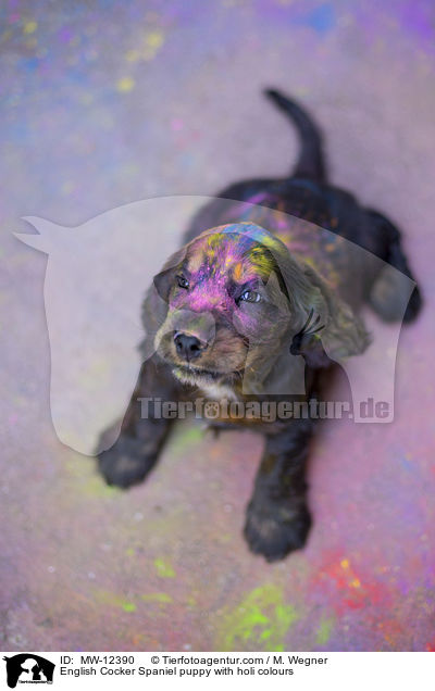 English Cocker Spaniel puppy with holi colours / MW-12390