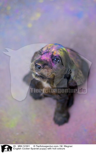 English Cocker Spaniel puppy with holi colours / MW-12391