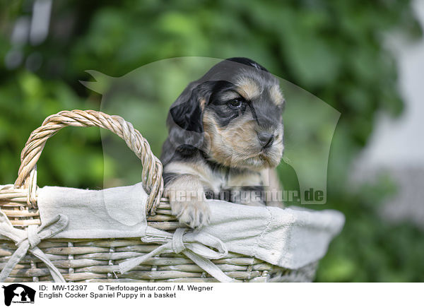 English Cocker Spaniel Puppy in a basket / MW-12397