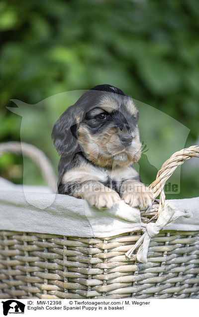 English Cocker Spaniel Puppy in a basket / MW-12398