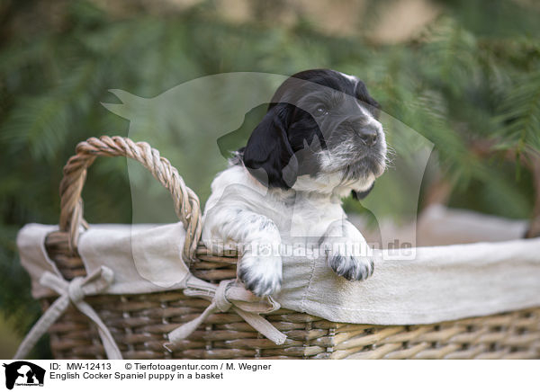 English Cocker Spaniel puppy in a basket / MW-12413