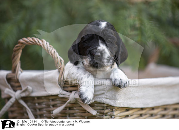 English Cocker Spaniel puppy in a basket / MW-12414