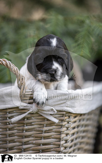 English Cocker Spaniel puppy in a basket / MW-12415