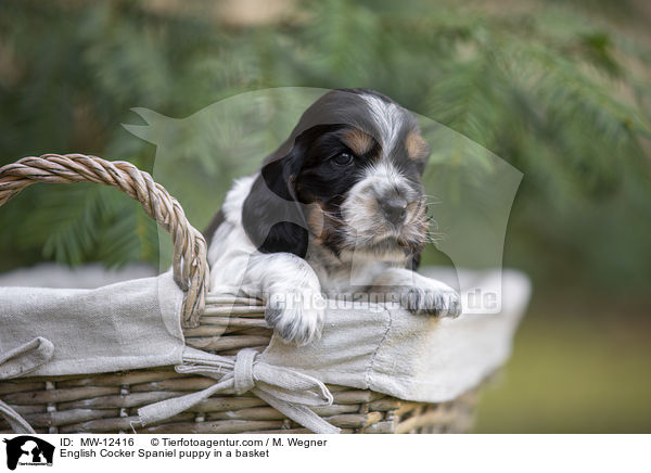 English Cocker Spaniel puppy in a basket / MW-12416