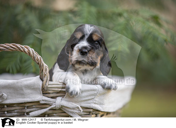 English Cocker Spaniel puppy in a basket / MW-12417
