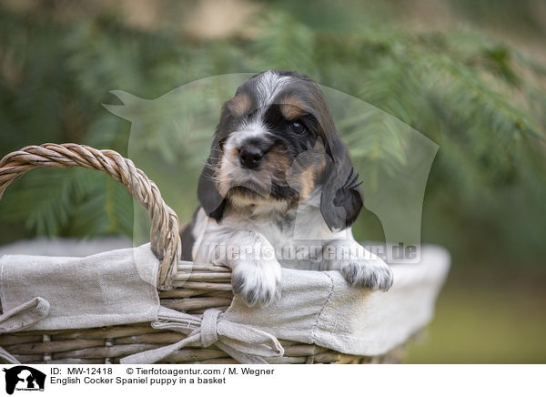 English Cocker Spaniel puppy in a basket / MW-12418