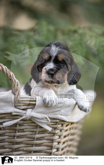 English Cocker Spaniel puppy in a basket / MW-12419