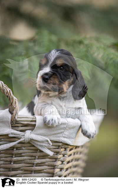 English Cocker Spaniel puppy in a basket / MW-12420