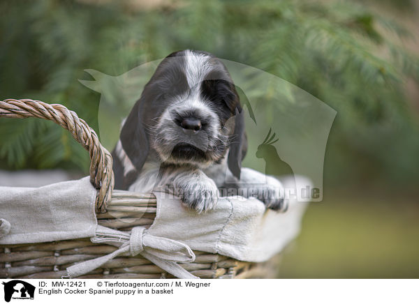 English Cocker Spaniel puppy in a basket / MW-12421