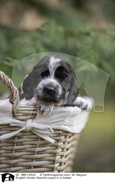 English Cocker Spaniel puppy in a basket / MW-12422