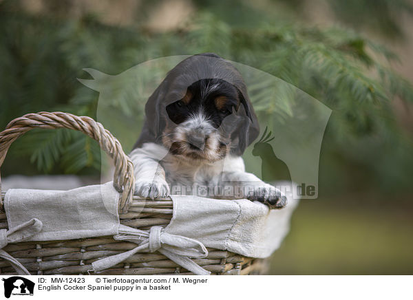 English Cocker Spaniel puppy in a basket / MW-12423